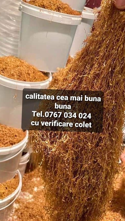tutin premium