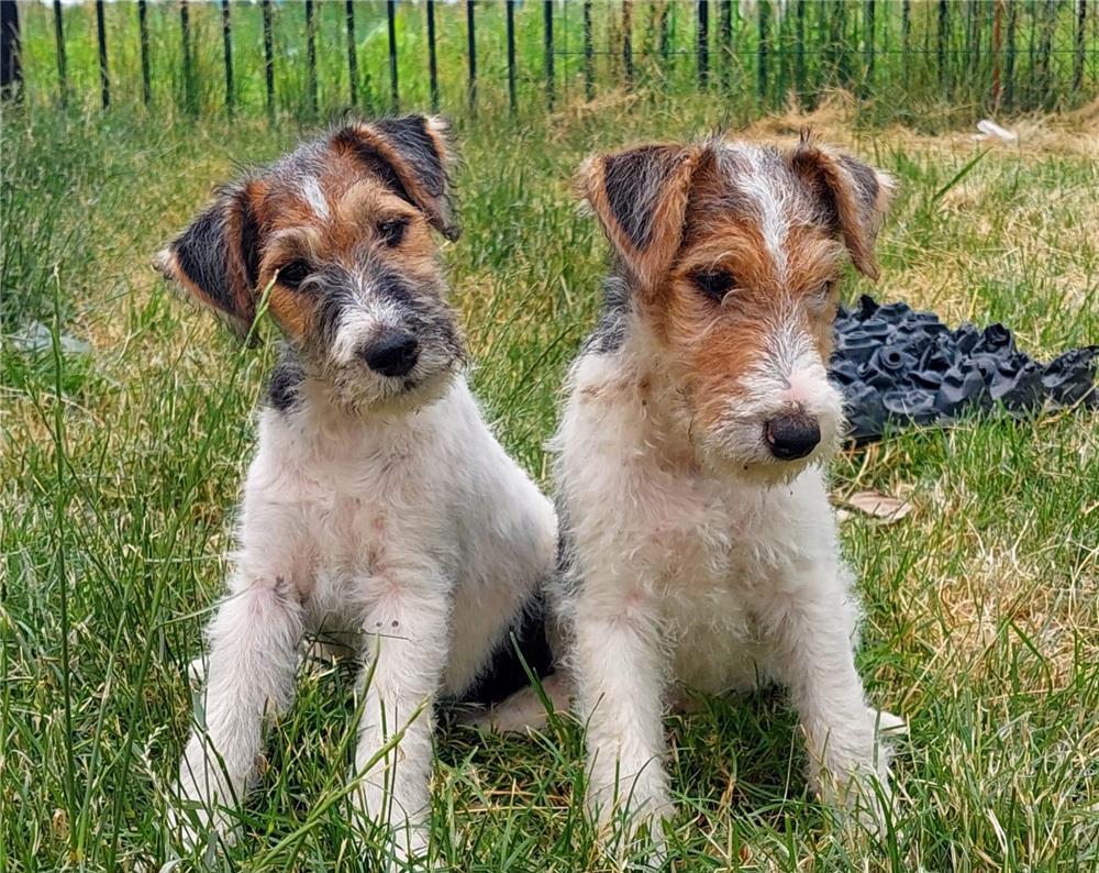 Ultima Fetita FoxTerrier !