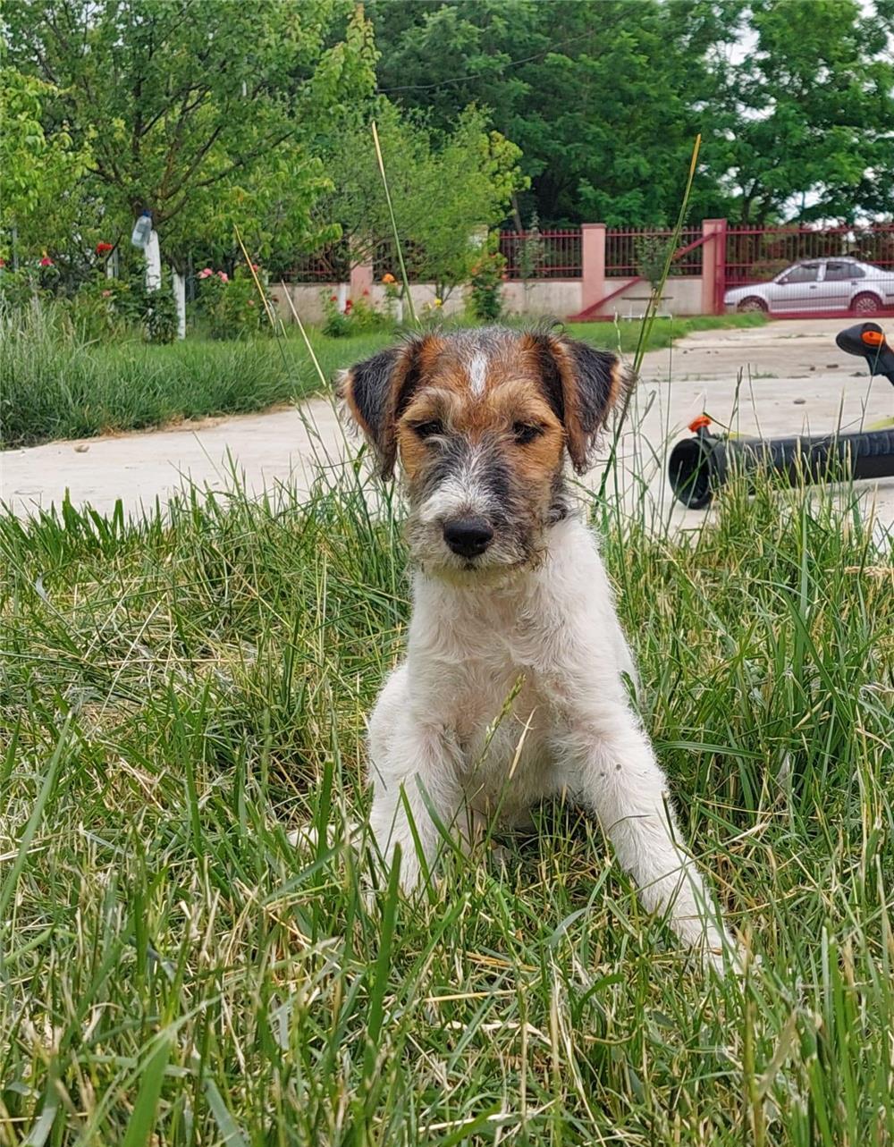 Ultima Fetita FoxTerrier !