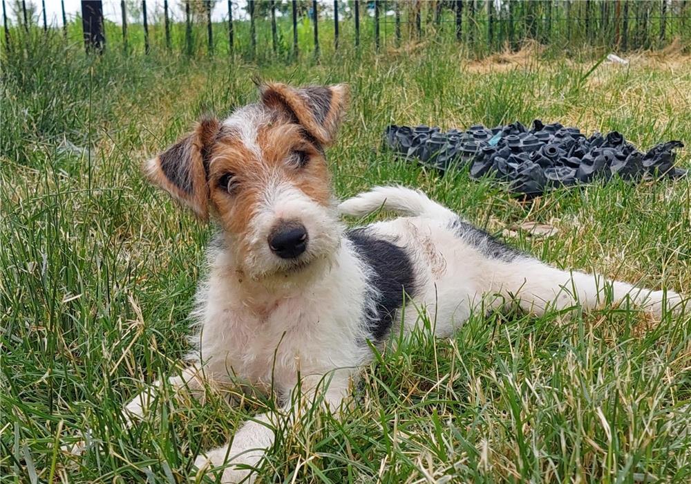Ultima Fetita FoxTerrier !