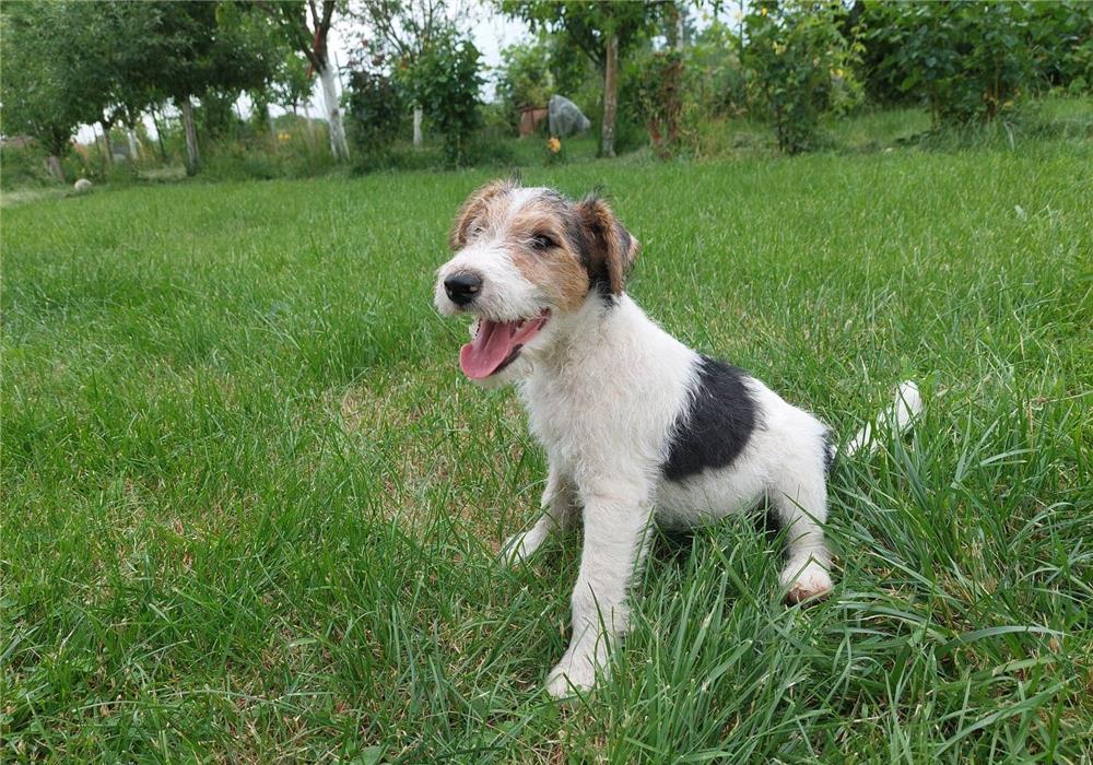 Ultima Fetita FoxTerrier !