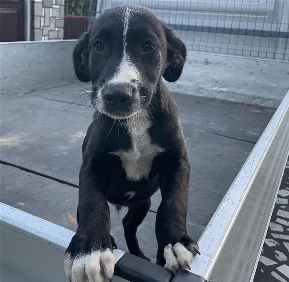 URGENT Adopție Prahova