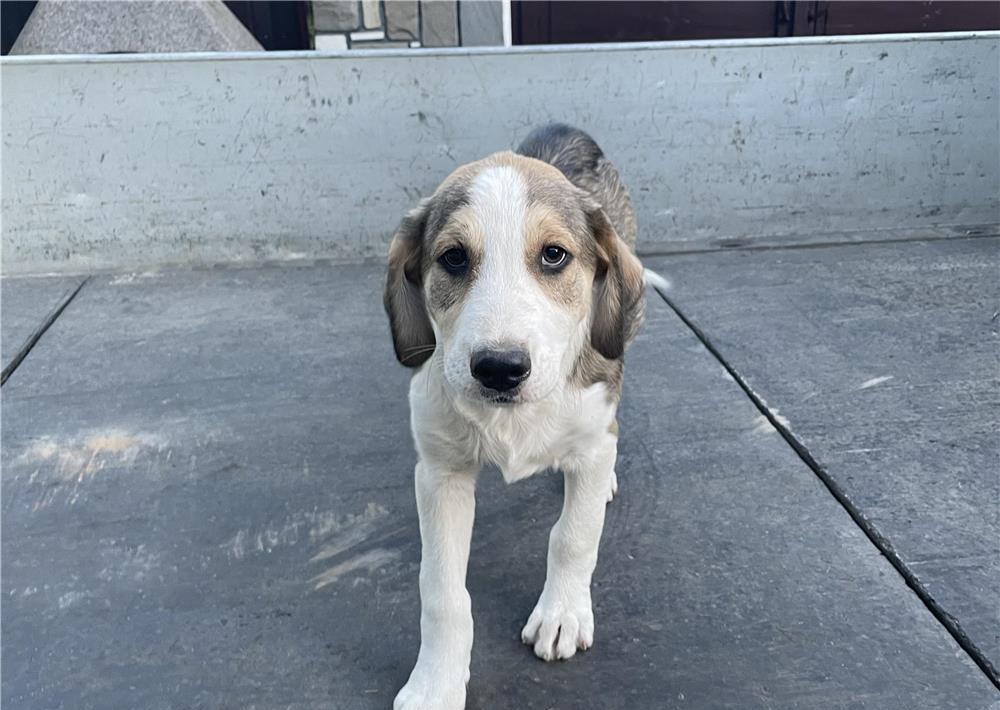 URGENT Adopție Prahova
