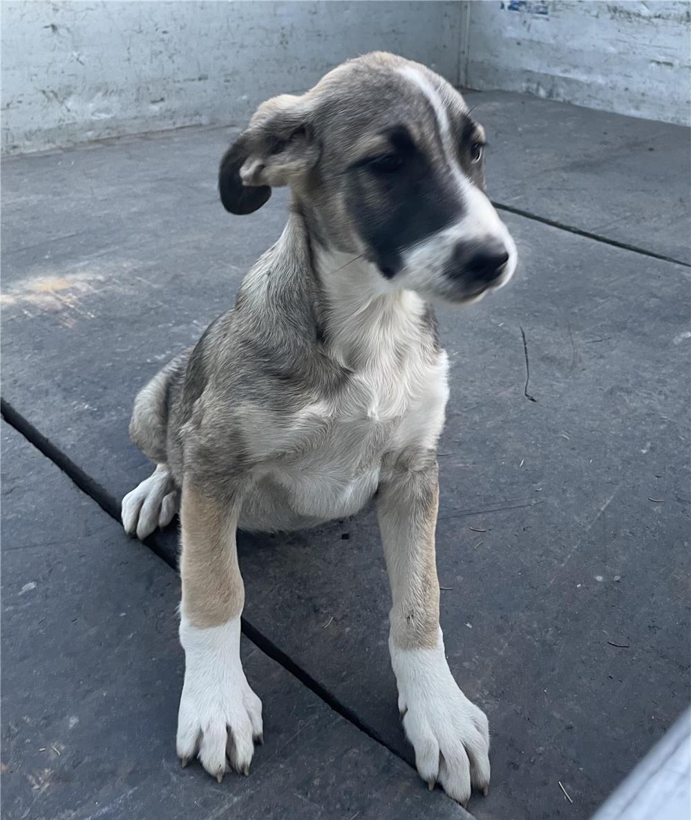 URGENT Adopție Prahova