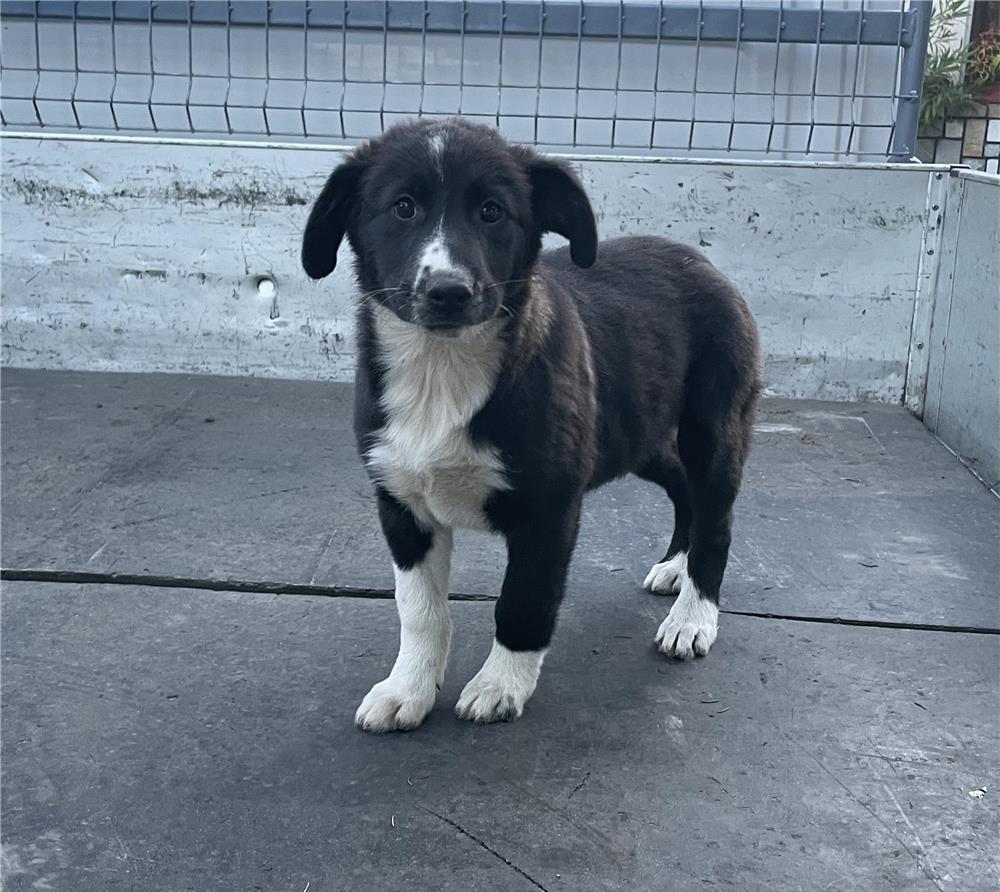 URGENT Adopție Prahova