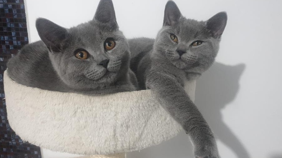 ,,Ursuleti,, British Shorthair