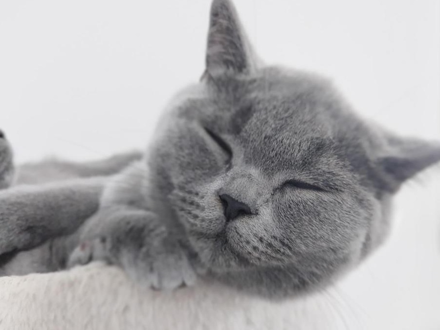 ,,Ursuleti,, British Shorthair