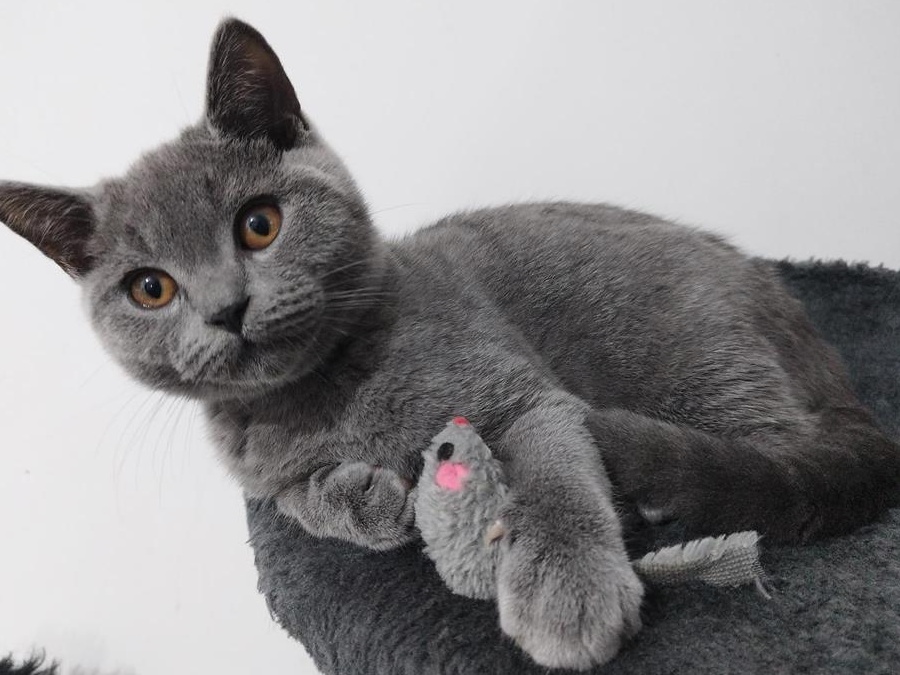 ,,Ursuleti,, British Shorthair