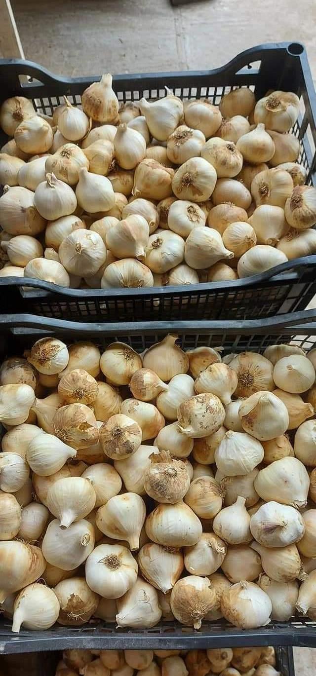 Usturoi de primavara