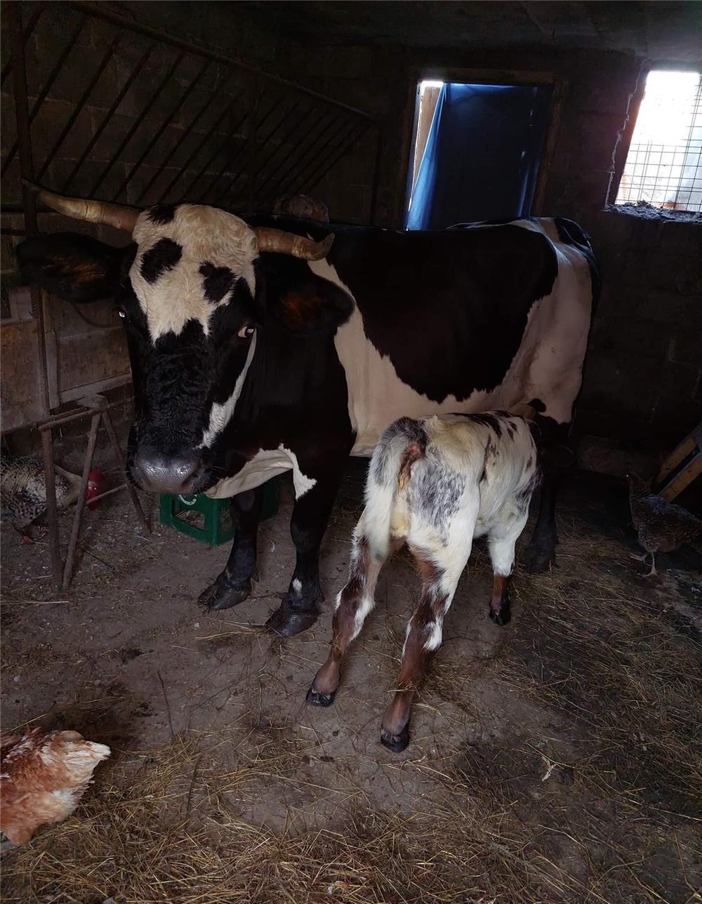 vaca baltata  de rasa cu vitea albastru belgian