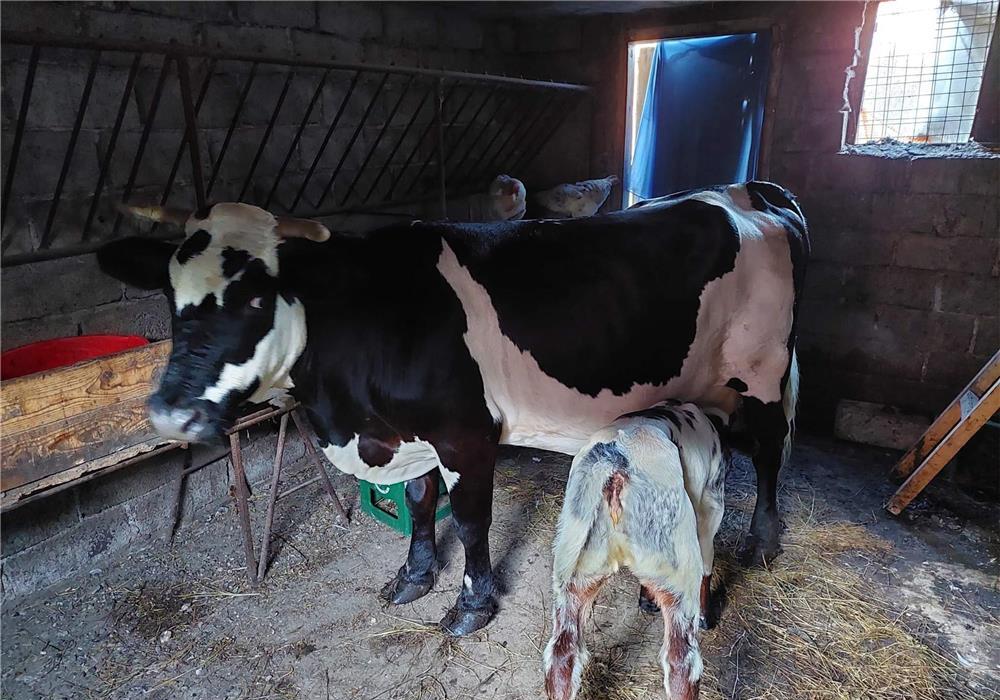 vaca baltata  de rasa cu vitea albastru belgian