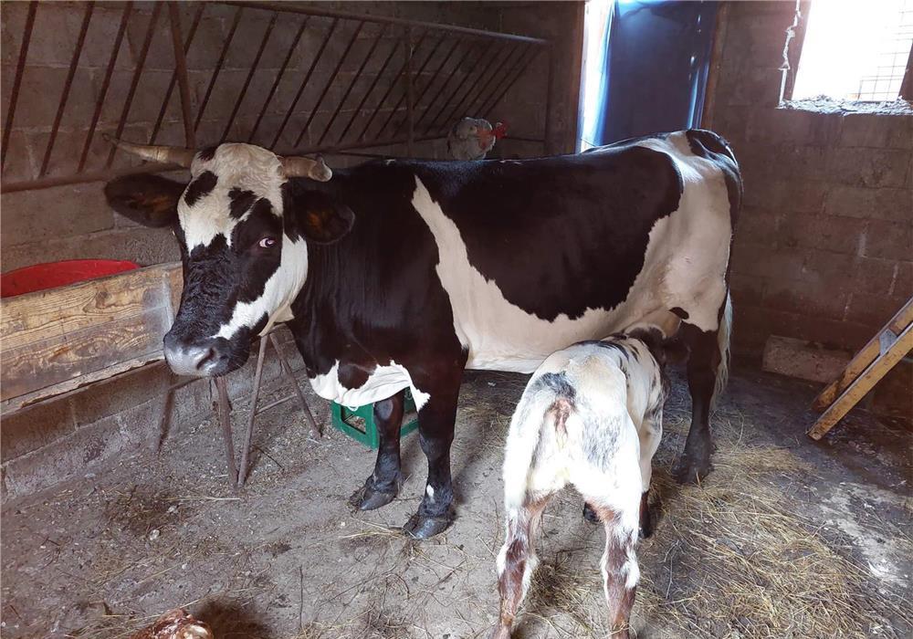 vaca baltata  de rasa cu vitea albastru belgian