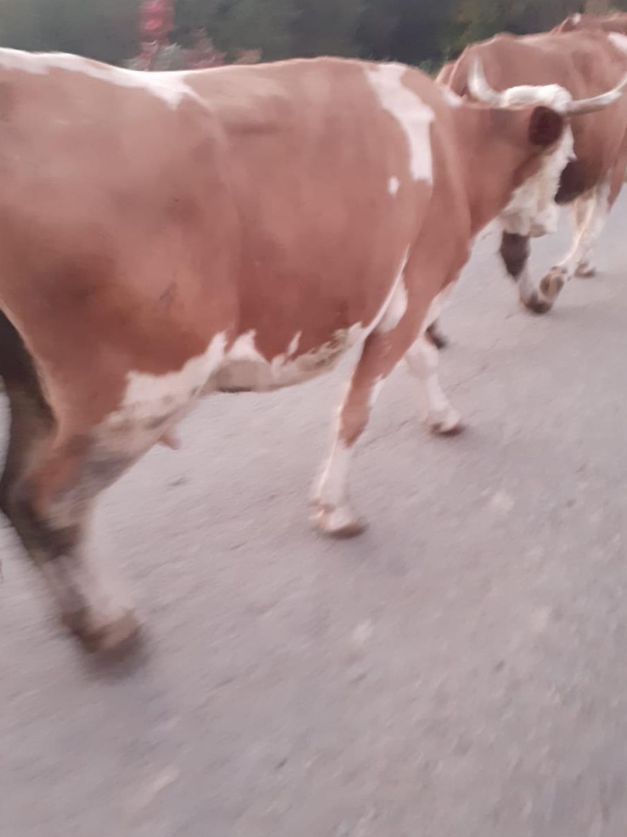 Vaca cu vitel