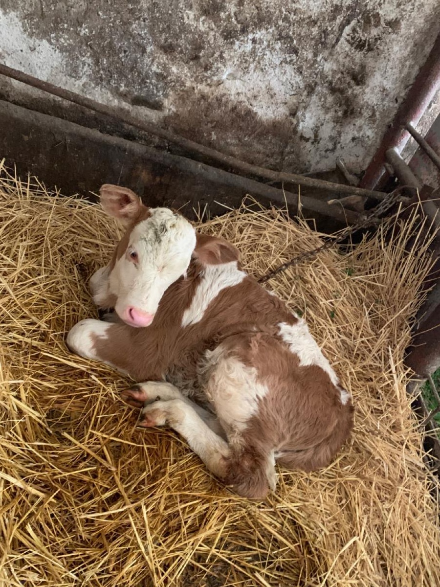 Vaca cu vitel