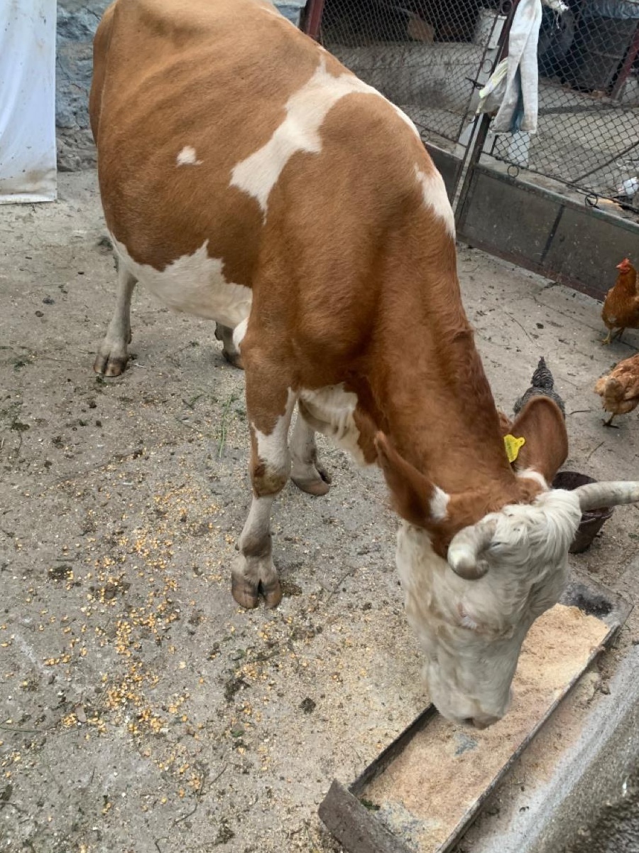 Vaca cu vitel