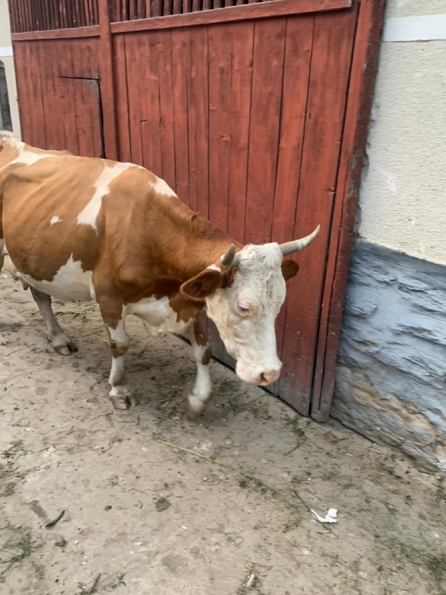 Vaca cu vitel