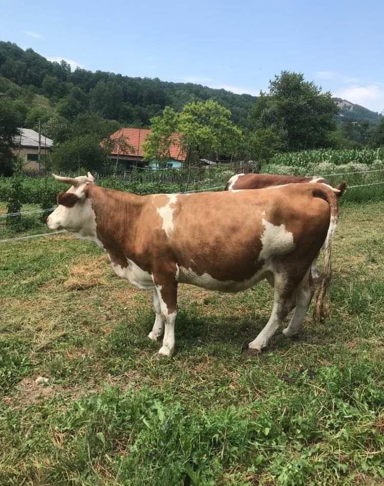 vacă cu vițel de ținut