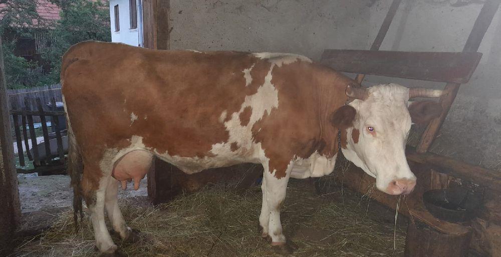 vacă cu vițel de ținut