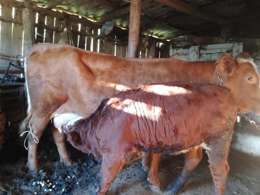 Vaca cu vițel  de vânzare