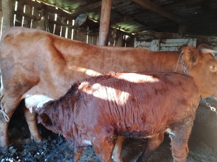 Vaca cu vițel  de vânzare