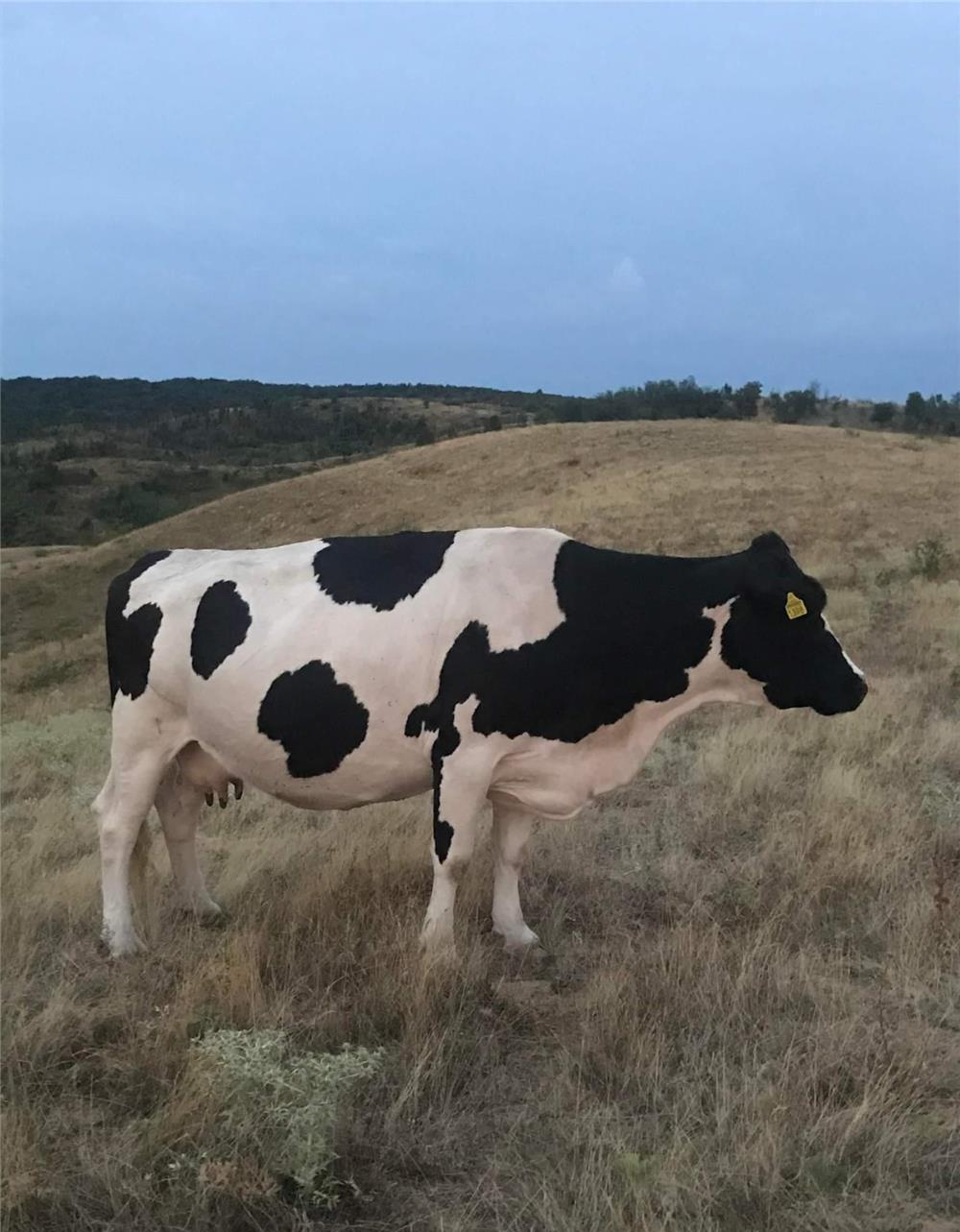 Vaca de rasă Holstein