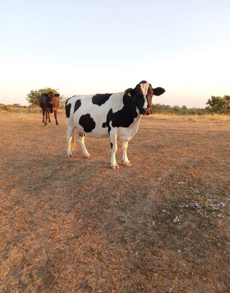 Vaca de rasă Holstein