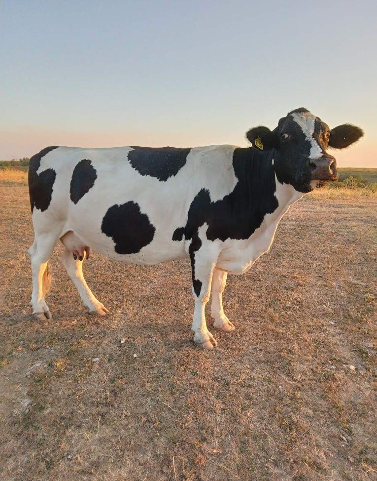 Vaca de rasă Holstein