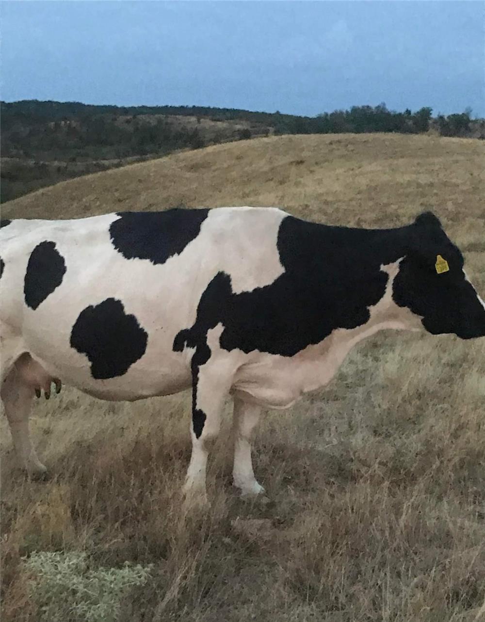 Vaca de rasă Holstein
