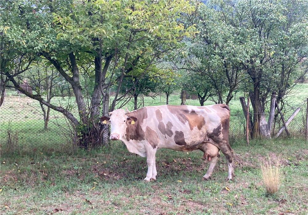 Vaca lapte de vanzare