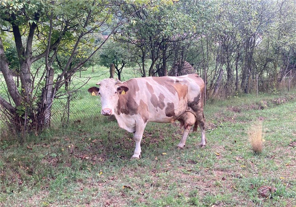 Vaca lapte de vanzare