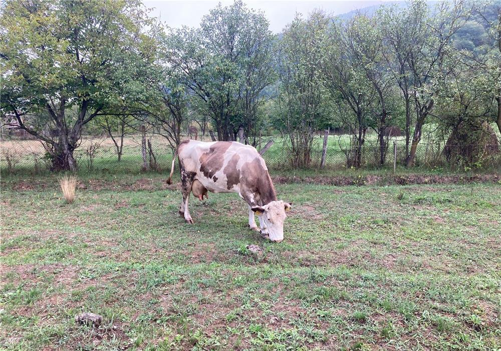 Vaca lapte de vanzare