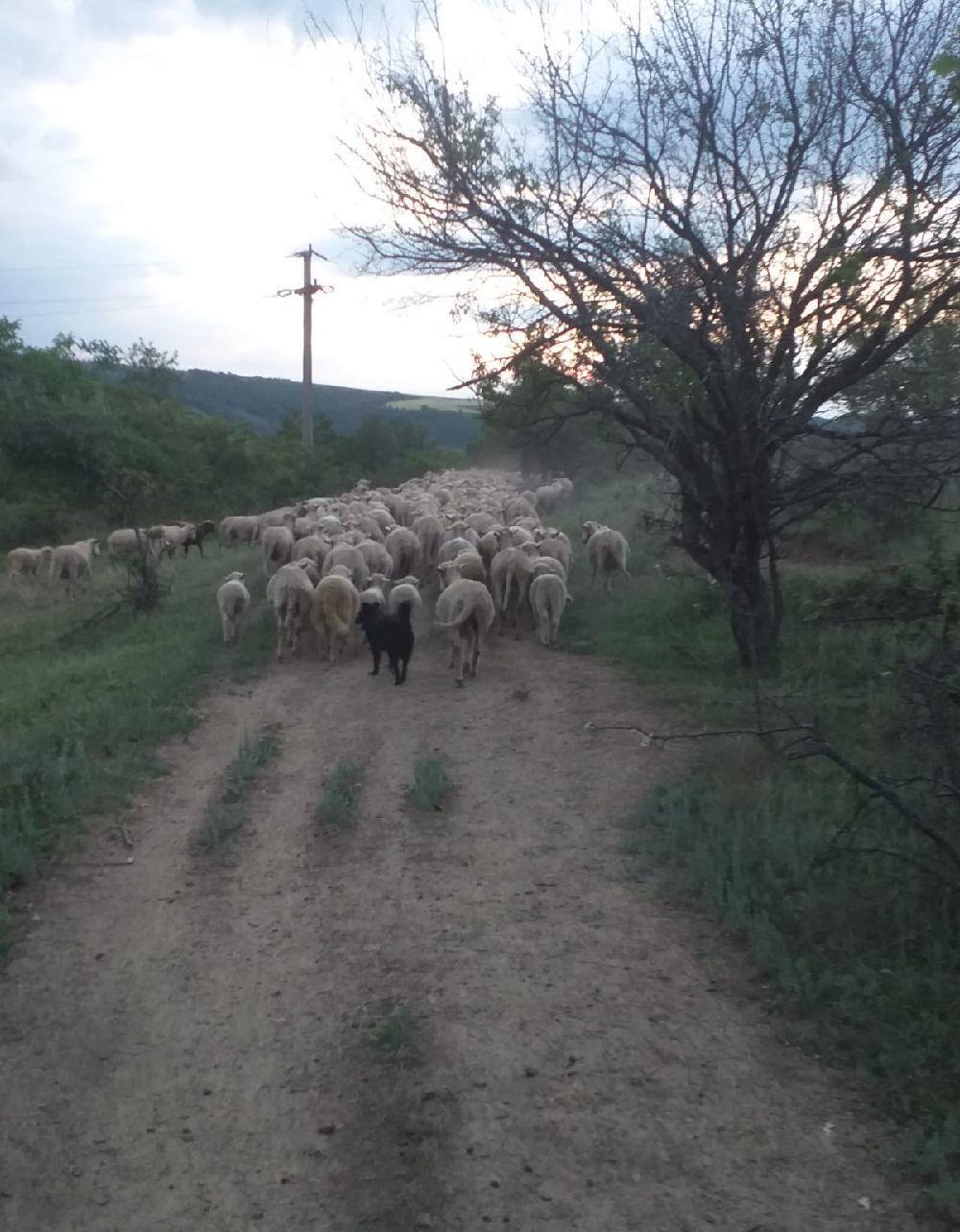 vand 115 oi de rasa merinos talie mare