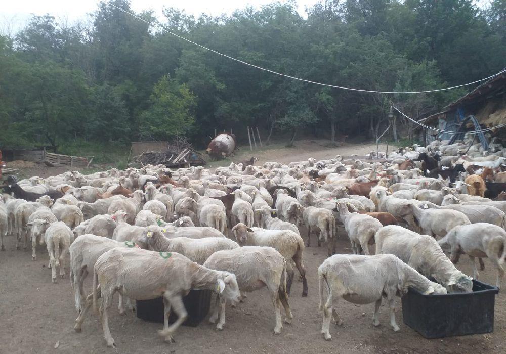 vand 115 oi de rasa merinos talie mare