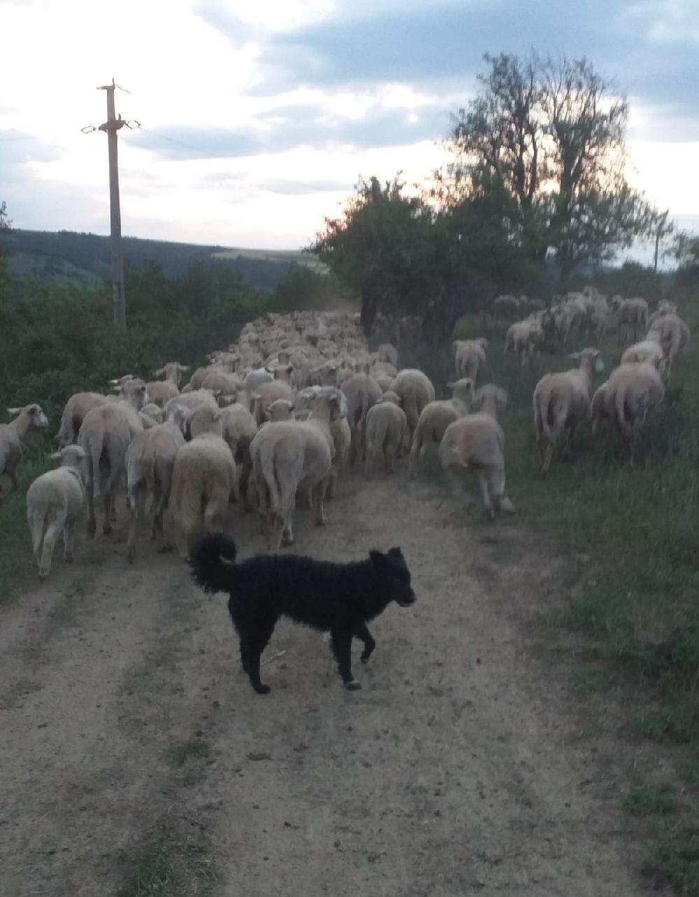 vand 115 oi de rasa merinos talie mare