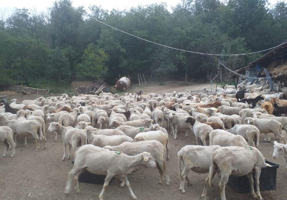 vand 115 oi de rasa merinos talie mare