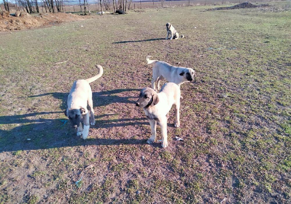 Vand 2 femele kangal.