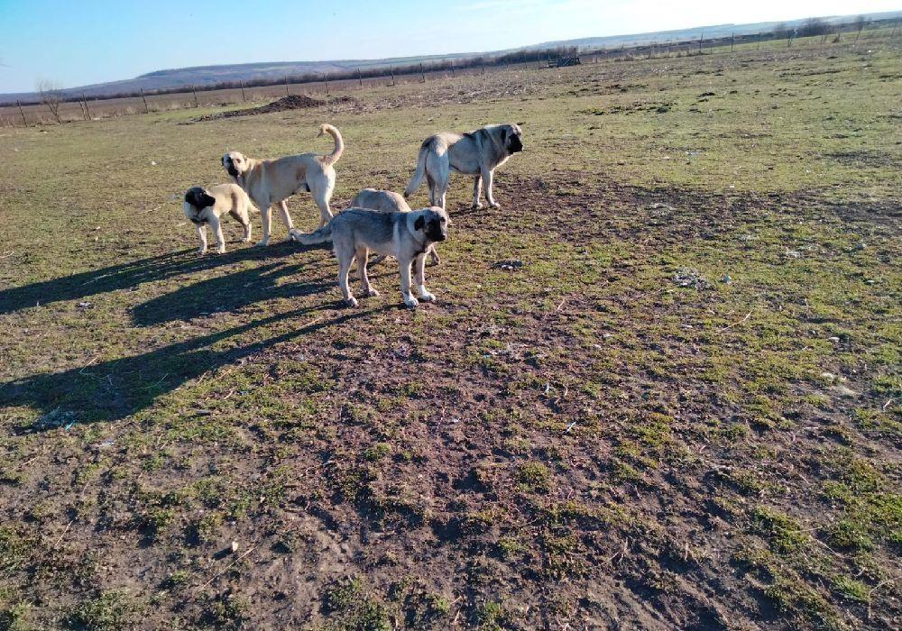 Vand 2 femele kangal.