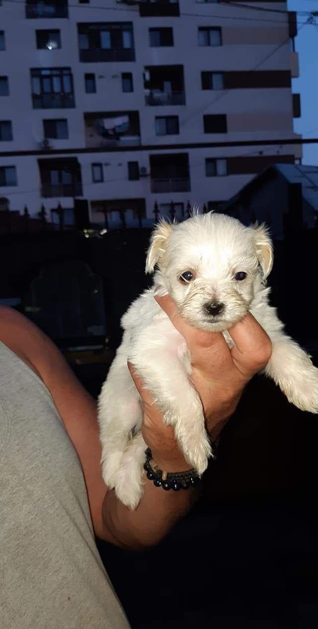 Vand 2 fete  bichon havanez