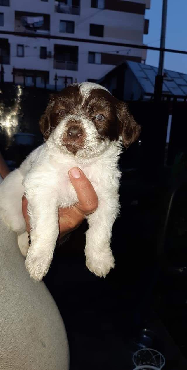 Vand 2 fete  bichon havanez