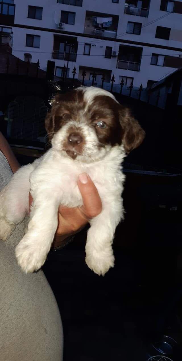 Vand 2 fete  bichon havanez