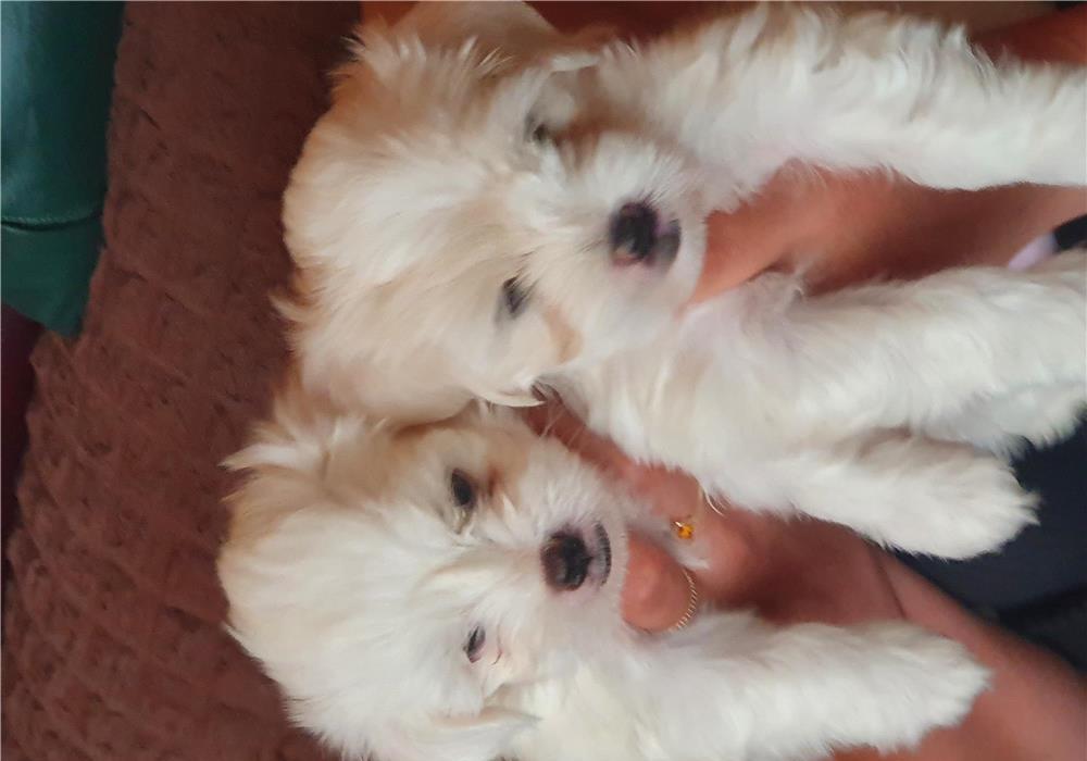 vand 2 fetite bichon