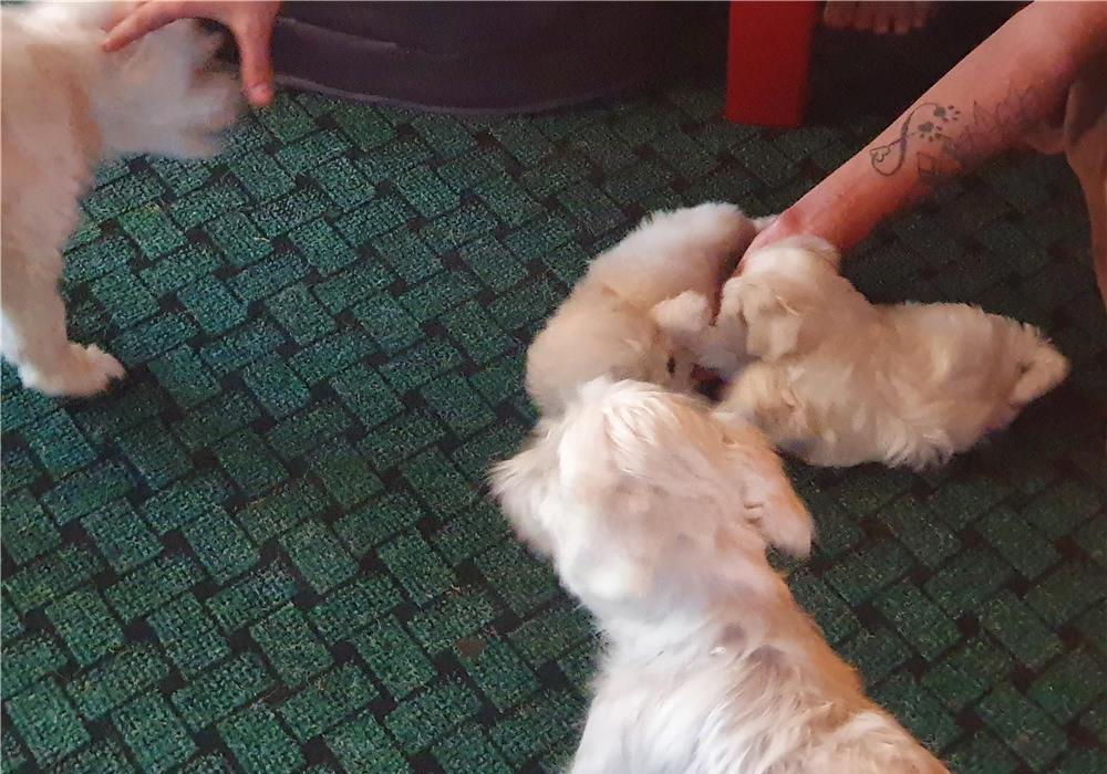 vand 2 fetite bichon