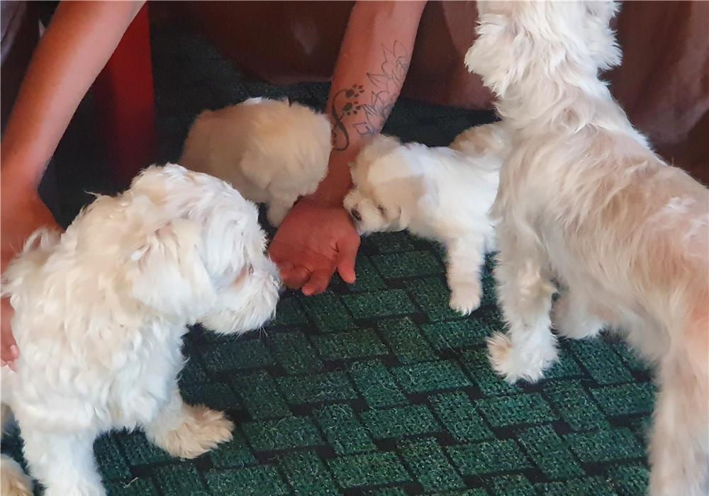 vand 2 fetite bichon