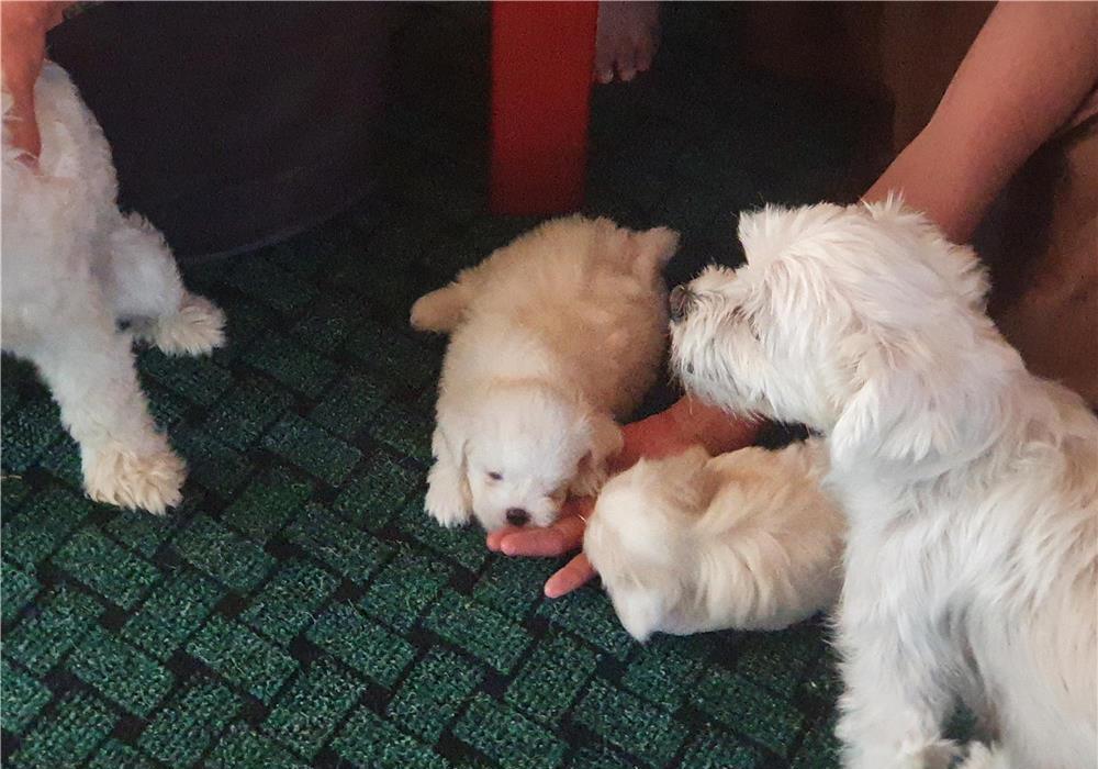 vand 2 fetite bichon