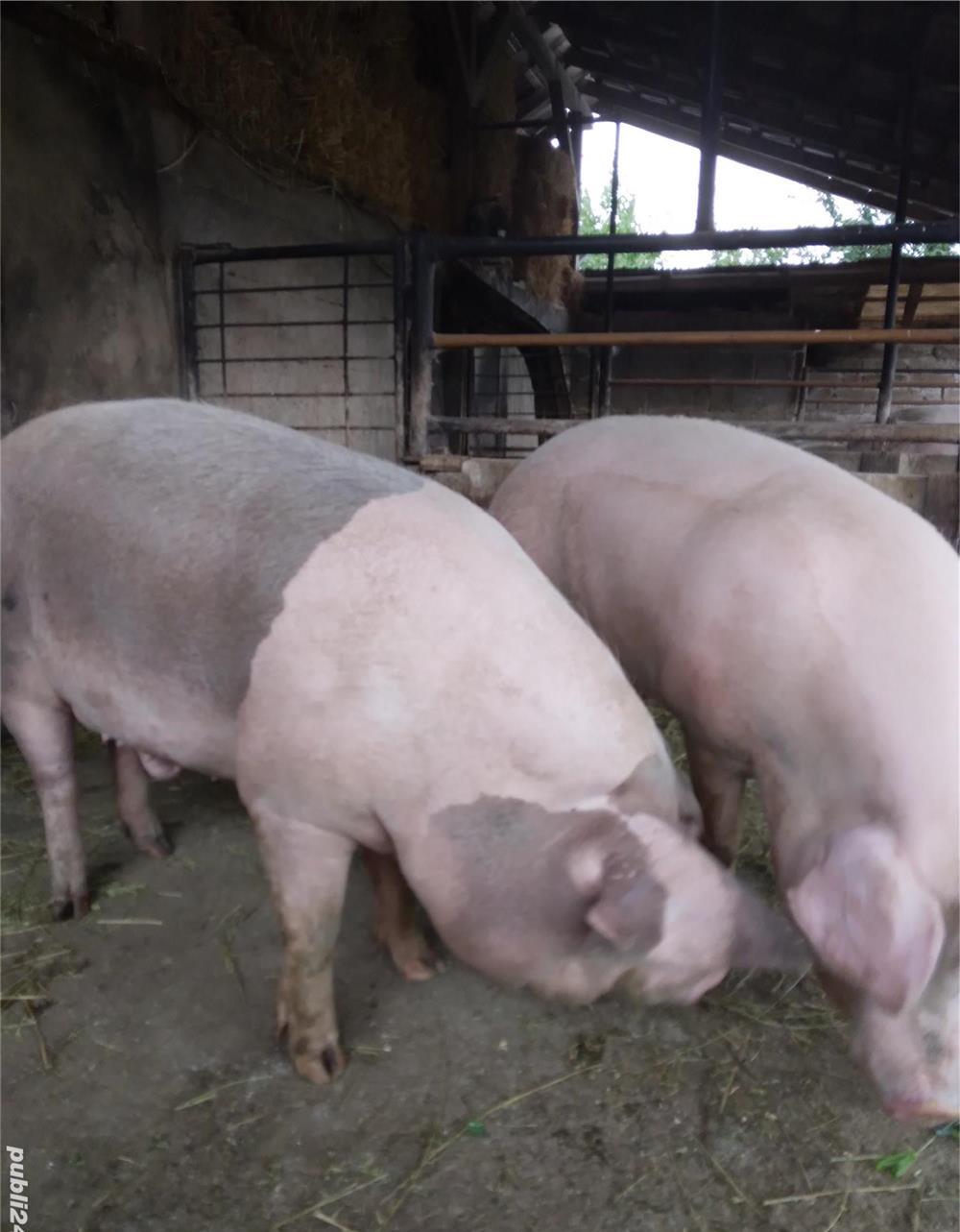 vând 2 porci 135..155 kg