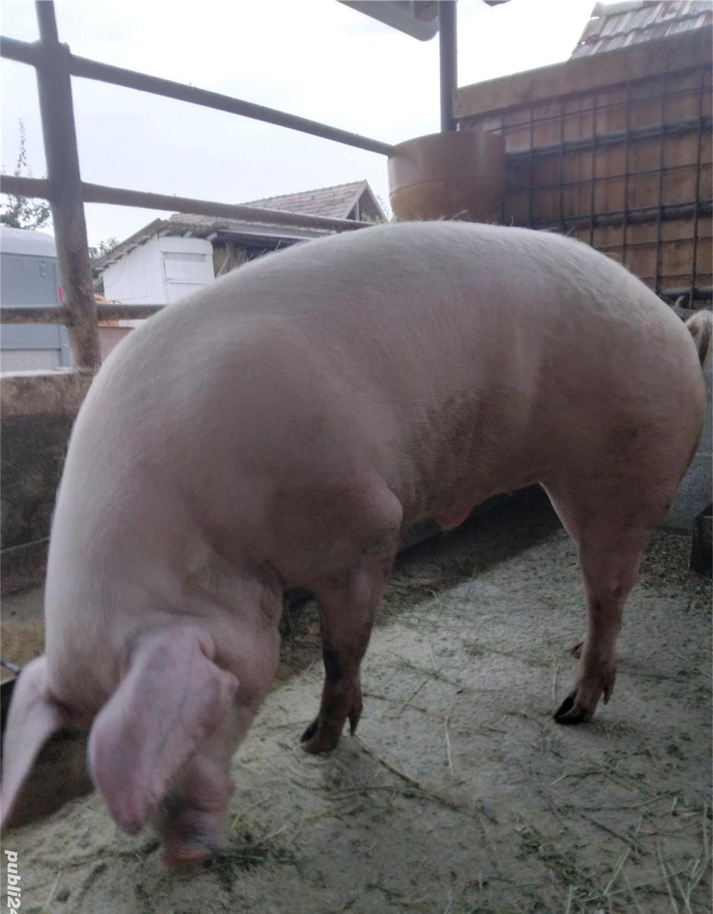 vând 2 porci 135..155 kg