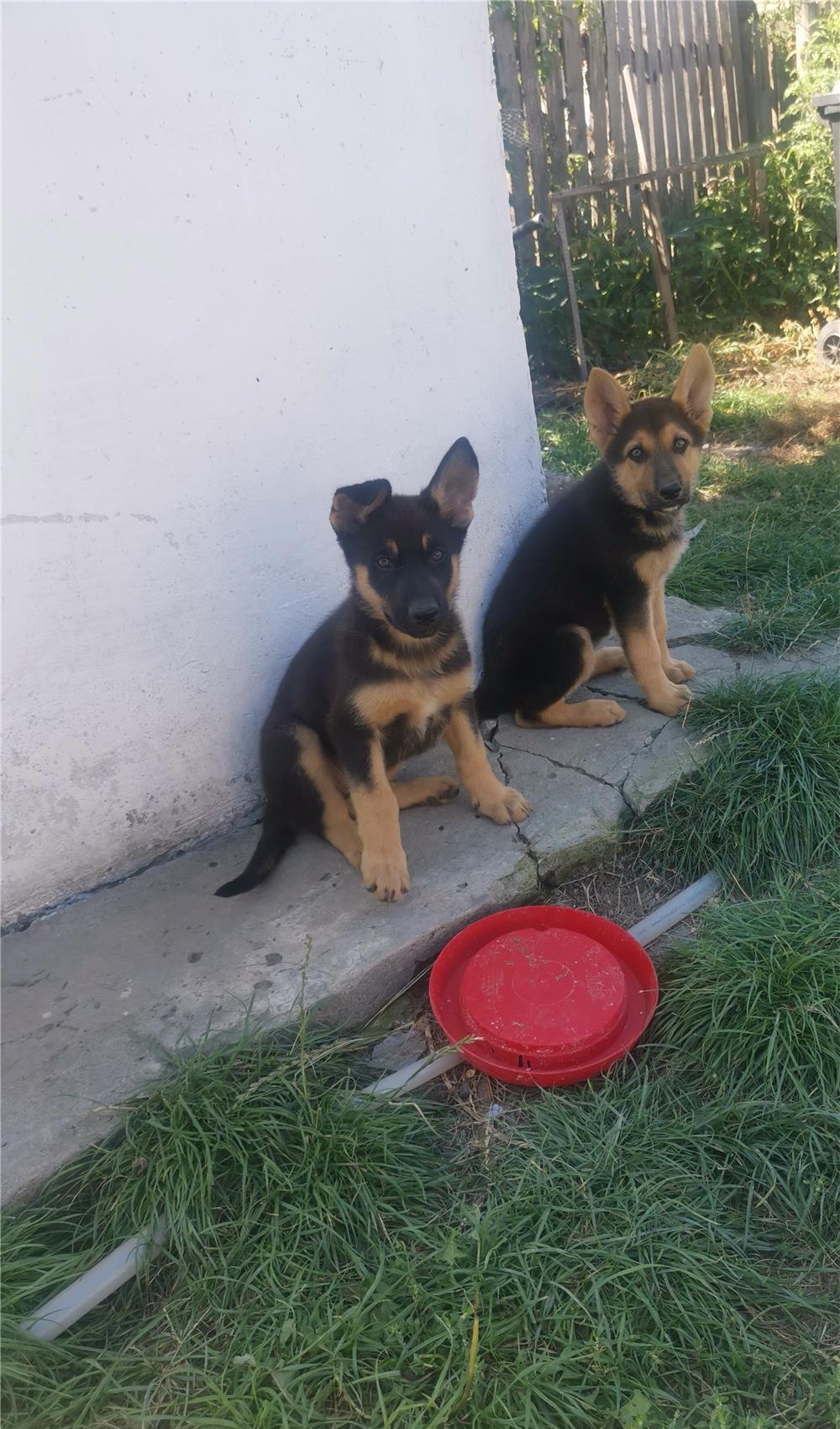 Vând 2 pui de ciobănesc german (fetițe)