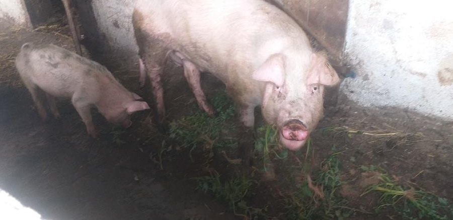 Vand 2 șoldei si un porc