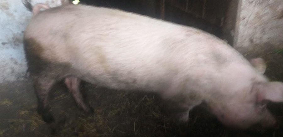 Vand 2 șoldei si un porc