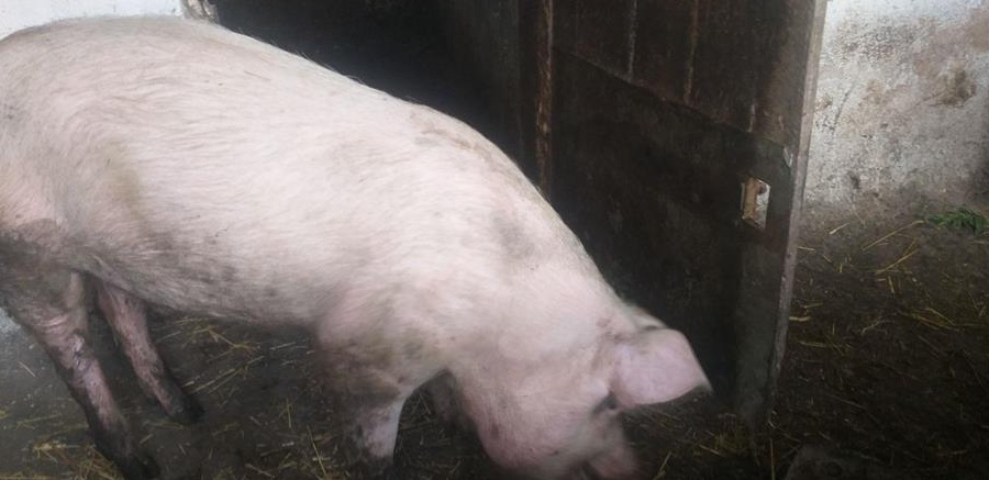 Vand 2 șoldei si un porc